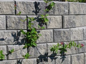 Stablemur i betong